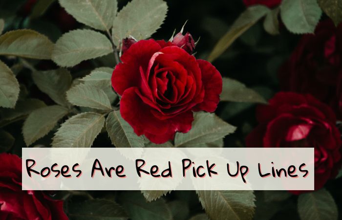 200+ Best Roses Are Red Pick Up Lines