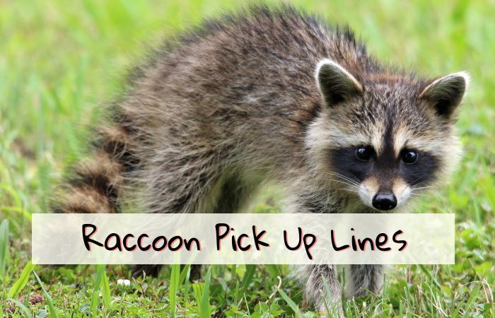 200 Best Raccoon Pick Up Lines For Swoon Feelings